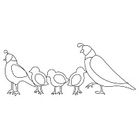 family of quail block 001